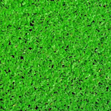Green leaf background 