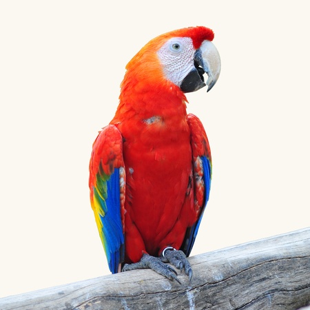 Colorful macaw bird