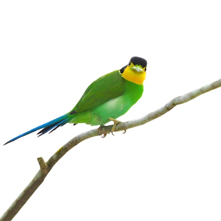 Long - tailed Broadbill Birds on white background