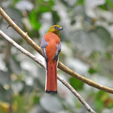 Orange-breasted Trogon Birds on branchの写真素材