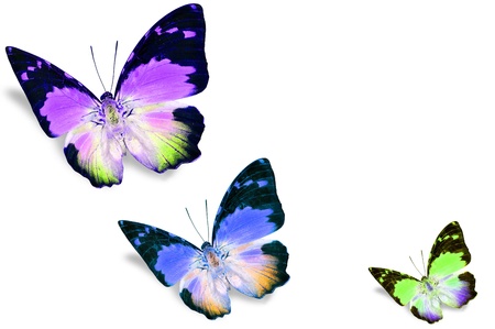Colorful butterflies の写真素材