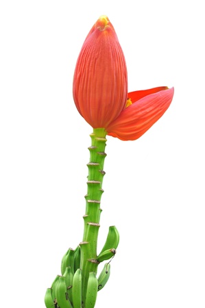 Small banana flower pointing up to the sky, and banana leaves as a backdrop. の写真素材