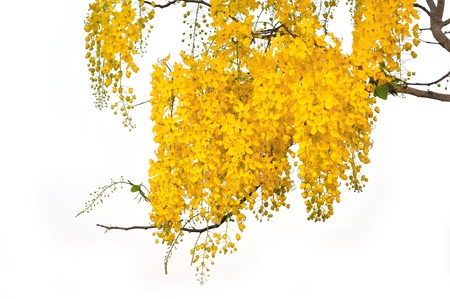 yellow flower isolated on whiteの写真素材
