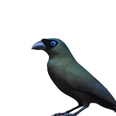 Racket-tailed Treepie (Crypsirina temia), Black bird is drinking waterの写真素材