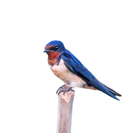 Barn swallow resting while feeding the chicks の写真素材