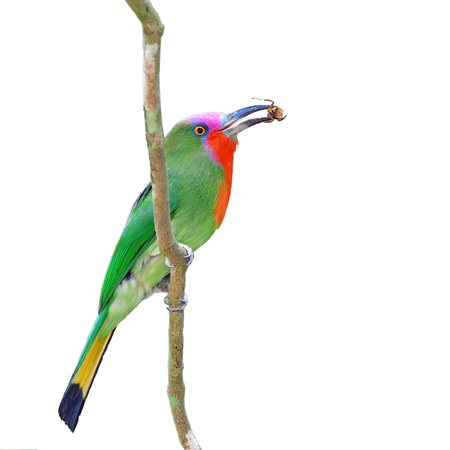 A colorful male Red-bearded Bee-eater with cicada for its chicks, standing on a branch, back profile