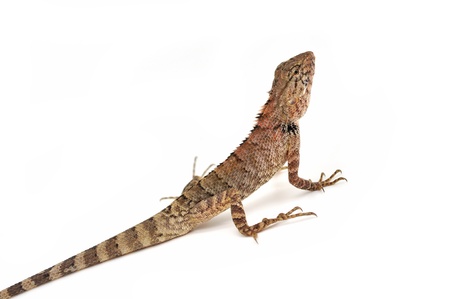 lizard looking for something on white background