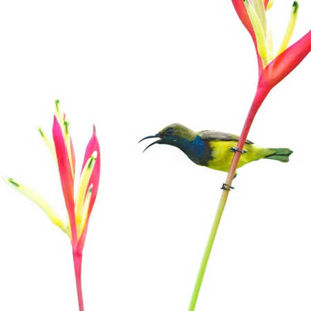 Beautiful Sunbird and flowerの写真素材