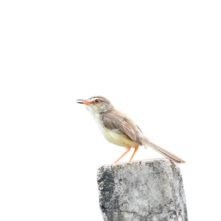 Plain Prinia Bird on green backgroundの写真素材