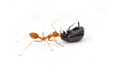Red ants working to take down a beetle 
