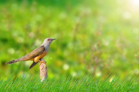 natural green backgroundの写真素材