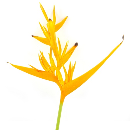 Tropical heliconia flower (Heliconia stricta), isolated on a white backgroundの写真素材