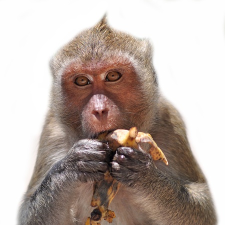 One monkey sits on the tree and eats banana