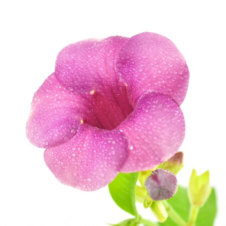 Purple flower on white backgroundの写真素材