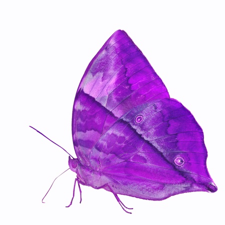 Purple butterfly, isolated on white backgroundの写真素材