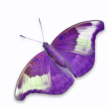 Purple butterfly, isolated on white backgroundの写真素材
