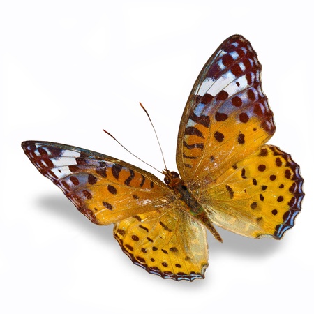 Orange butterfly isolated on white backgroundの写真素材
