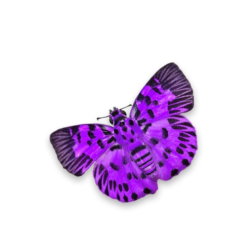 Purple Butterfly on white backgroundの写真素材