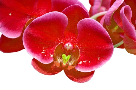 Red orchid flower close-up isolated on whiteの写真素材