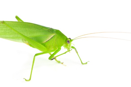 Green female bush-cricket ( long horned grasshopper)の写真素材