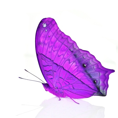 Purple Butterfly on white backgroundの写真素材