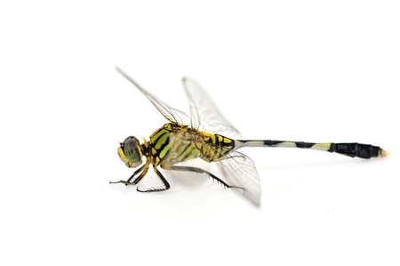 Orthetrum sabina. Green Snaketail dragonfly on a white background.の写真素材