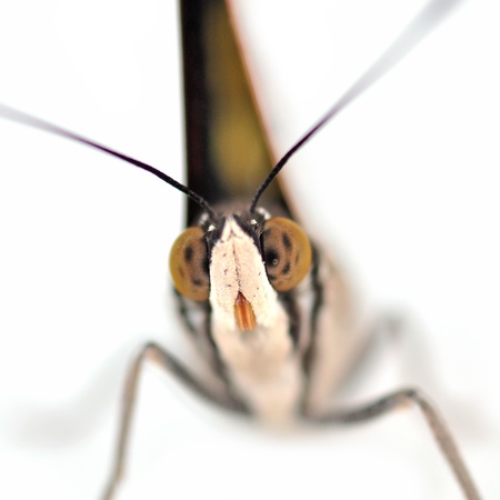 Eye of Butterfly closeup on white backgroundの写真素材
