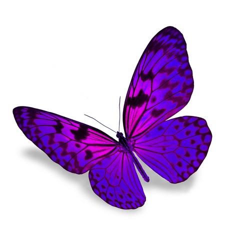 Purple Butterfly flying, isolated on white backgroundの写真素材