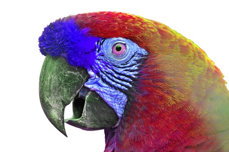 Close-up Colorful Macaw Ara ararauna head