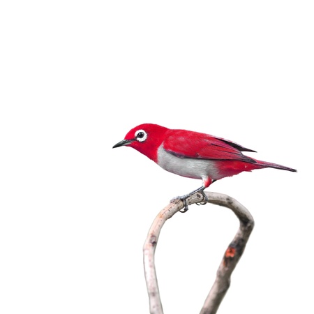 Colorful bird isolated on white backgroundの写真素材