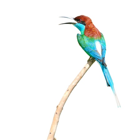Blue throated Bee eater bird on white backgroundの写真素材