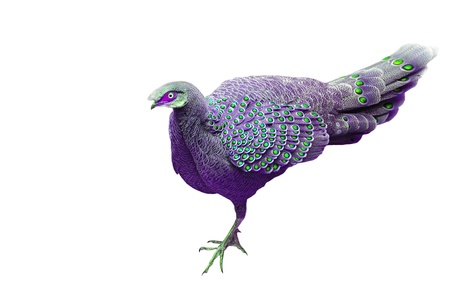Colorful bird on white background