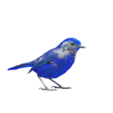 Beautiful colorful bird on white backgroundの写真素材