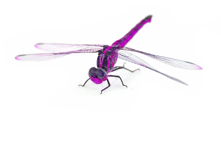 Beautiful dragonfly on white background.の写真素材