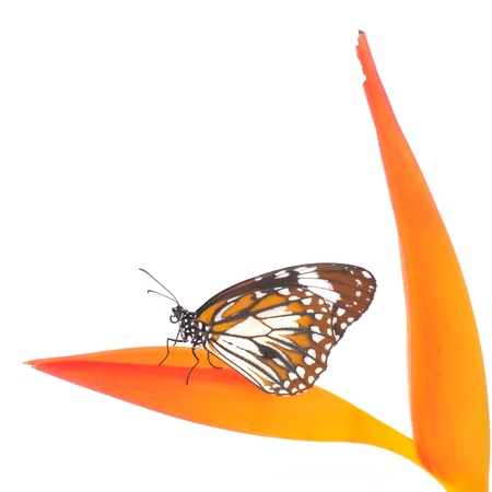 Monarch butterfly on orange flower on white background