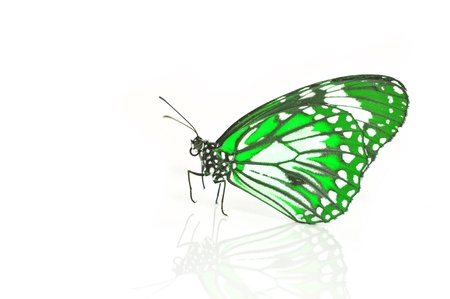Green butterfly isolated on white backgroundの写真素材