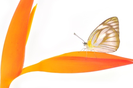 Beautiful butterfly on orange flower on white backgroundの写真素材