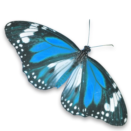 Blue butterfly isolated on white backgroundの写真素材