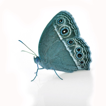Blue butterfly isolated on white backgroundの写真素材