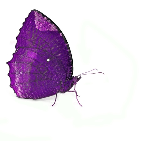 Purple Butterfly isolated on white backgroundの写真素材