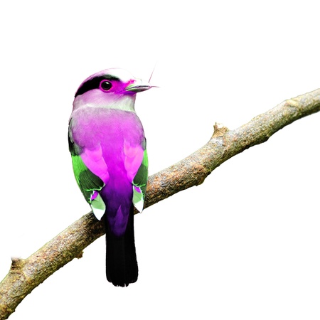 Colorful Bird on white backgroundの写真素材