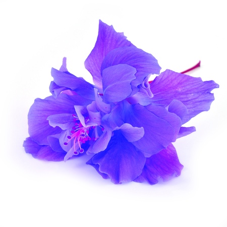Colorful purple Hibiscus flower isolated on a white backgroundの写真素材