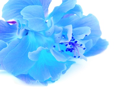 Colorful blue Hibiscus flower isolated on a white background の写真素材