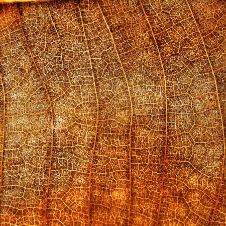 Dried leaf, fine details