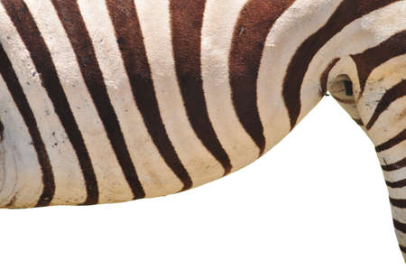 Zebra belly wallpaper on pure white background の写真素材