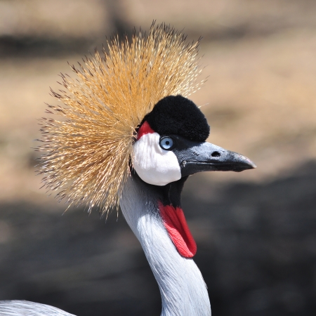 A beautiful bird Crowned Craneの写真素材
