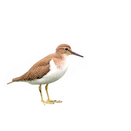 Common Sandpiper on white backgroundの写真素材