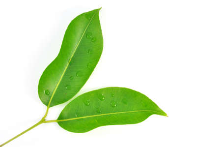 Green leaf 
