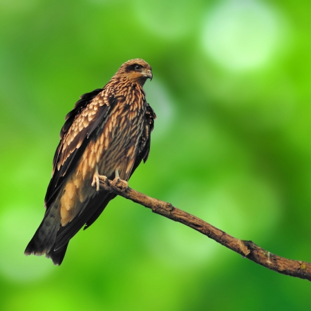 Black kite resting on a branch の写真素材