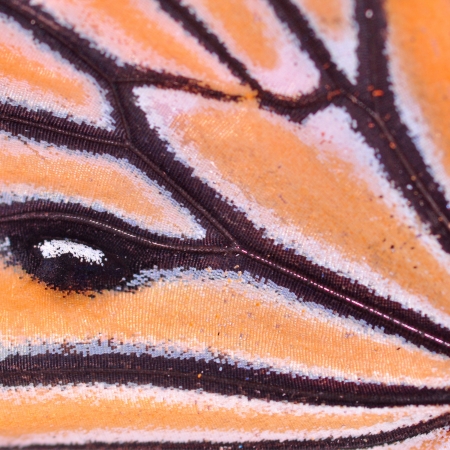 Butterfly wing, Monarch, Milkweed, Wanderer, Danaus plexippus